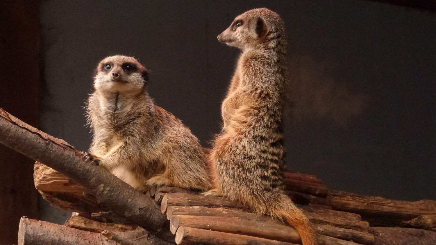 Meerkats Lee Valley Farm Park Audio Sign