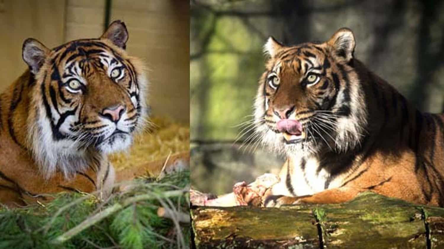 Baginda & Jambi, Tiger Tracks Exhibit at Edinburgh Zoo