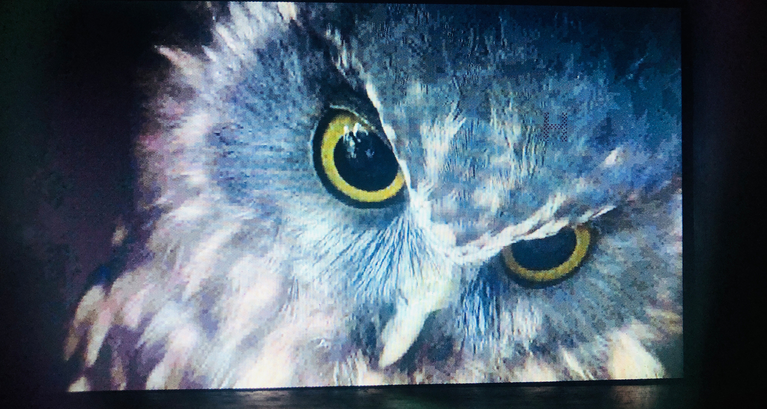 7 Inch Open Frame Screen displaying owl at Auckland Museum