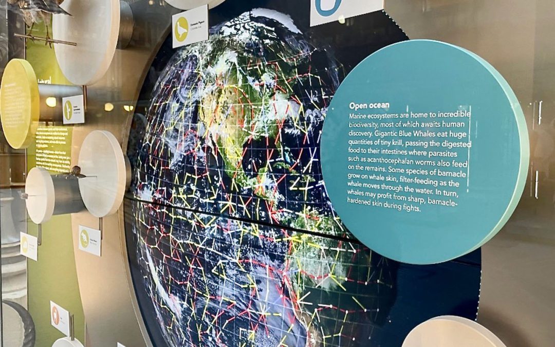 55″ Mediascreens – Oxford University Museum of Natural History
